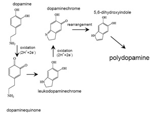 possible structural evolution and polymerization mechanism of dopamine 