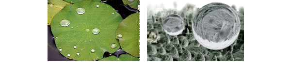 Lotus leaf with water droplets